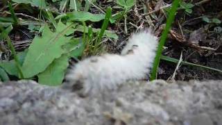 Hickory Tussock Caterpillar  where can I become a moth  09OCT11 [upl. by Enirac]