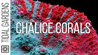 Chalice Coral Care Tips [upl. by Marne]