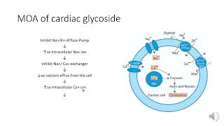 Pharmacology of cardiac glycoside and used in the treatment of congestive heart failure [upl. by Kathryne]