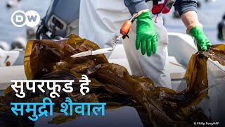 समुद्री शैवाल का खाने में इस्तेमाल पर्यावरण के लिए अच्छा Saving the world with algae [upl. by Esened]