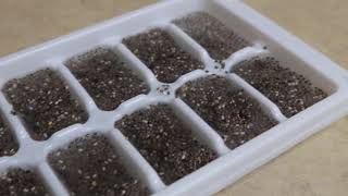 GROSS VEGAN CHIA SEED ICE CUBES [upl. by Mayhew]