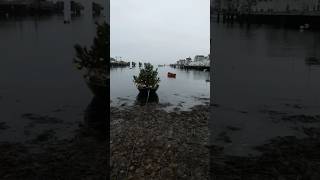 The Killen Family Dory Boat Christmas Tree nantucket boat christmas enjoynantucket [upl. by Artimid]