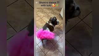 Shakira dance  with tutù dance shakira funnydogs cutedog dogsofinstagram englishbulldog [upl. by Kipp]