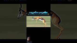 cheetah cheetay viralvideo funny gazelle youtubeshorts trending animals [upl. by Olag120]