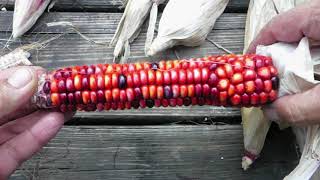 Shucking Painted Mountain Corn [upl. by Leanora]