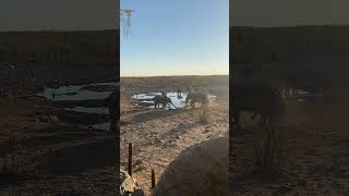 🇳🇦 Elephant at Moringa water hole Halali Camp in Etosha Pan Namibia [upl. by Mosra519]