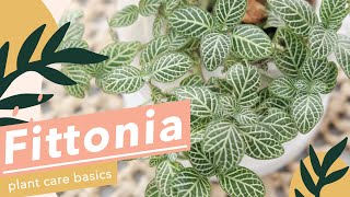 5 SIMPLE PLANT CARE FOR FITTONIA🌱 [upl. by Jethro]