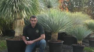 Présentation du Yucca rostrata quotblue swanquot  Pépinière en ligne À lOmbre des Figuiers [upl. by Atikaj]