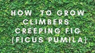 How to Plant Climbers  Creeping Fig [upl. by Kcirdet]