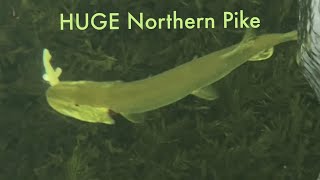 Sight fishing BIG pike through a spear hole [upl. by Hellah]