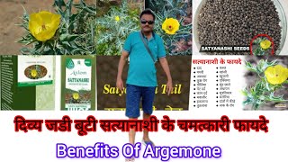 दिव्य जडी बूटी सत्यानाशी के चमत्कारी फायदे । Benefits of Argemone [upl. by Edurtreg]