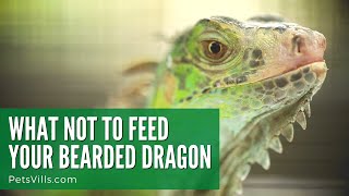 WHAT NOT TO FEED YOUR BEARDED DRAGON [upl. by Osbourn849]