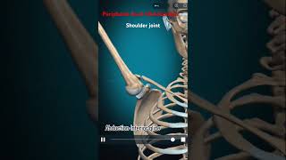 Peripheral Joint Mobilization anatomy 3danimation 3danatomy shoulder mobilization physio [upl. by Nayt951]