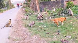 monkey and dog fight in india [upl. by Weston]