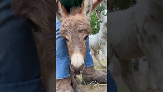 Barry is our neediest Bonkey… and I love it fluffyfeatherfarm bonkey babydonkey needy snugs [upl. by Priebe]