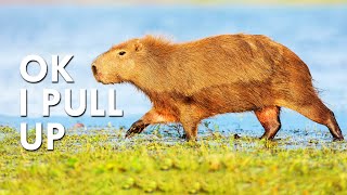 Capybaras Hop Out At The After Party [upl. by Aehtla]