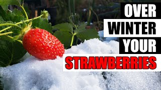 Winterizing Your Strawberry Plants  The Definitive Guide [upl. by Shayn]