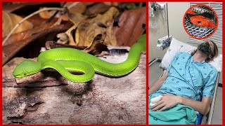 BITTEN BY A VENOMOUS PITVIPER IN THAILAND  MY EXPERIENCE Herping Vlog 2 [upl. by Aenneea797]