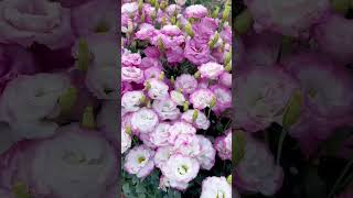 lisianthus Flower flowers gardening plants shortsvideo youtubeshorts youtubeindia [upl. by Rodavlas75]