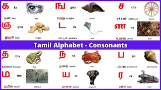 Tamil Alphabets  Tamil Consonants  Learn Entry [upl. by Decamp]