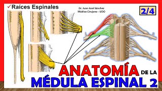 🥇 MÉDULA ESPINAL 24  Raíces Espinales Anatomía ¡Explicación fácil [upl. by Kutzer652]