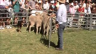 Hawkesbury Kelpies Working Dog Display  The Young Cherry Festival 08 12 2013 [upl. by Tewell]