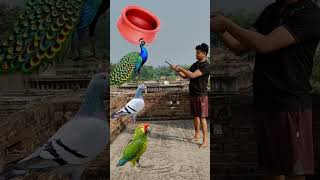 Rounding Handi to Duck Peacock Pigeon amp Parrot  Birds names magic video [upl. by Enilesoj]