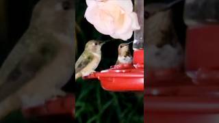 hummingbird types species of hummingbirds type of hummingbirds [upl. by Aihsas]