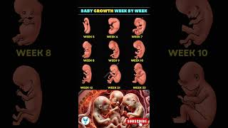 Amazing Baby Growth Week by Week  See the Miracles Inside the Womb Pregnancy miracle happiness [upl. by Ck497]