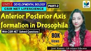 ANTERIORPOSTERIOR AXIS FORMATION IN DROSOPHILA PART2  CSIR NET DEVELOPMENTAL BIOLOGY [upl. by Ashlen]