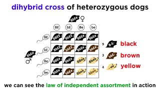 Beyond Mendelian Genetics Complex Patterns of Inheritance [upl. by Groos78]