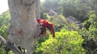 Macaw Nest  Behind the Scenes  Anthem for the Amazon [upl. by Scrivenor462]