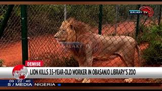 LION KILLS 35YEARS OLD WORKER IN OBASANJO LIBRARYS ZOO [upl. by Tenn708]