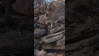 Hadzabe Huntergatherers hunting a whitetailed mongoose in Tanzania [upl. by Heyward]