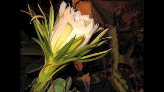 Time Lapse Night blooming cereus Queen of the Night Israel [upl. by Eiramnaej363]