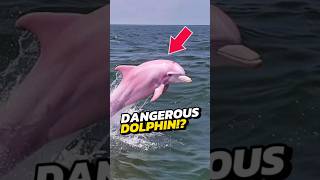 If You See A Pink Dolphin RUN IMMEDIATELY 😨 [upl. by Sirehc]