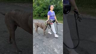 Leash training an absolutely massive Cane Corso dogs dogtraining canecorso [upl. by Eiraminot]