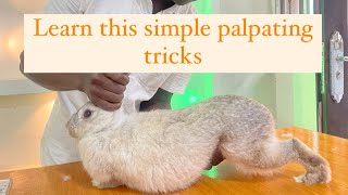 Learn how to easily palpate your rabbits with this simple tricks rabbitry farming [upl. by Seline]