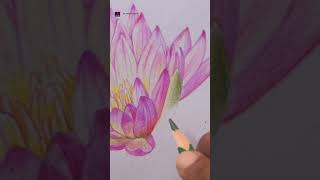 Water lily drawing with colour pencils artcolourepencil pencilflower flowerdrawing drawing [upl. by Llenahc]