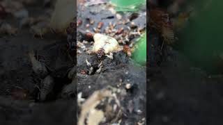 King of termite videos 0045animals [upl. by Granville796]