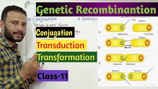 Conjugation Transduction Transformation ProkaryotesMutation and Genetic Recombinantion [upl. by Aened]