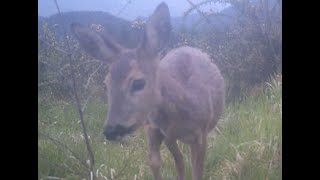 Aizelekuko fauna 20212024 Trail cam  Apeman H55 [upl. by Hsuk]