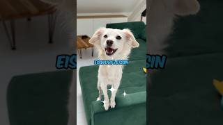 Wie viel EisWuffzessin steckt in meinem Hund hund vlog frozen eis [upl. by Saunder83]