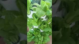 🔥 Aeroponic tower garden🔥shortvideo aeroponic towernagaland [upl. by Weasner]