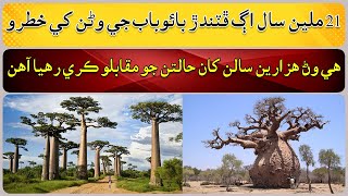 How did the baobab tree survive for thousands of years [upl. by Walker]