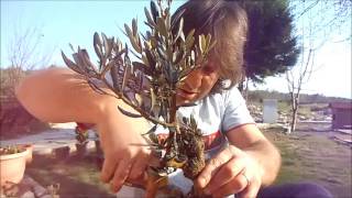 zeytin fidanı bonsai 1 gökmen teksin [upl. by Angid]