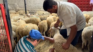 YENİ ALDIĞIMIZ KUZULARA AŞI  BALYE TAŞIMA  Koyun kuzu videoları koyunculuk sheep [upl. by Elmaleh]