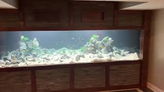 Tanganyika biotope monster aquarium tank 1800gal part 3 [upl. by Ociram]