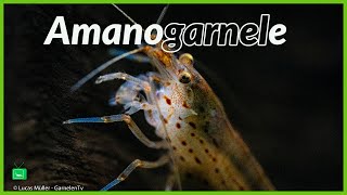 AMANOGARNELE  ALLES ÜBER DIE AMANOGARNELE  Portrait  caridina multidentata GarnelenTv [upl. by Vershen292]