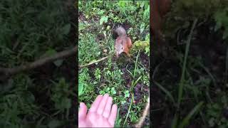 How to feed squirrels from your hand [upl. by Yror]